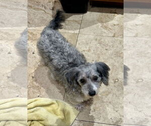 Dachshund Dogs for adoption in Boca Raton, FL, USA