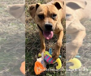 Boxer-Unknown Mix Dogs for adoption in Augusta, GA, USA