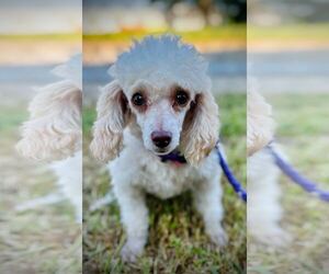 Poodle (Toy) Dogs for adoption in Pacolet, SC, USA
