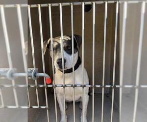 American Pit Bull Terrier-Unknown Mix Dogs for adoption in Oklahoma City, OK, USA