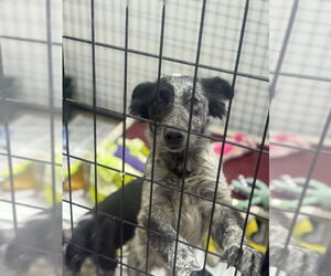 Border Collie-Unknown Mix Dogs for adoption in Mukwonago, WI, USA