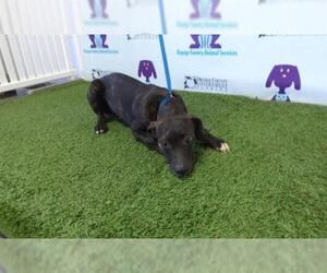 Plott Hound Dogs for adoption in Orlando, FL, USA