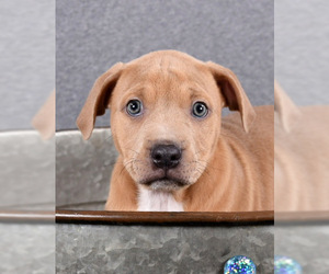 Mastador Dogs for adoption in Sheridan, CO, USA