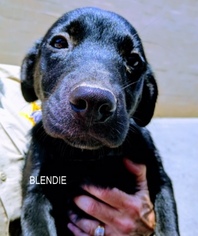 Medium Photo #1 Labrador Retriever-Unknown Mix Puppy For Sale in Nashville, TN, USA