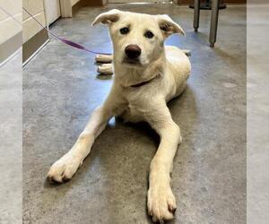 German Shepherd Dog-Unknown Mix Dogs for adoption in Texas City, TX, USA