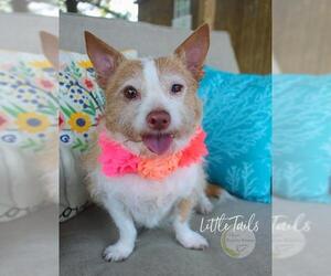 Chi-Corgi Dogs for adoption in Benton, LA, USA
