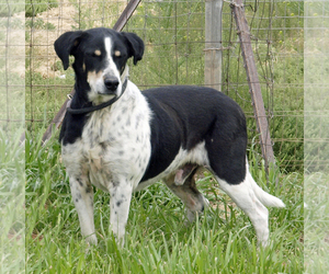 Coonhound-Labrador Retriever Mix Dogs for adoption in Scottsdale, AZ, USA