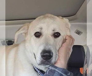 Great Pyrenees Dogs for adoption in Hamilton, MT, USA