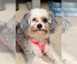 Lhasa Apso-Unknown Mix Dogs for adoption in Mundelein, IL, USA