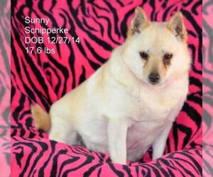 Schipperke Dogs for adoption in Bon Carbo, CO, USA