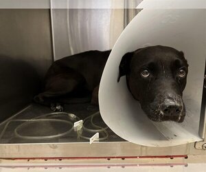 Labrador Retriever-Unknown Mix Dogs for adoption in San Diego, CA, USA