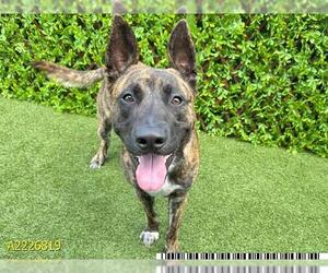Dutch Shepherd -Unknown Mix Dogs for adoption in West Palm Beach, FL, USA