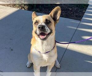 Mutt Dogs for adoption in Orange, CA, USA