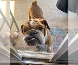Bulldog Dogs for adoption in Dumont, NJ, USA