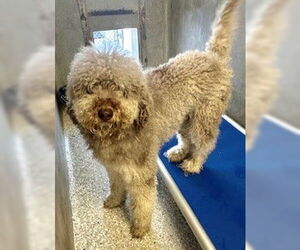 Goldendoodle Dogs for adoption in Lodi, CA, USA