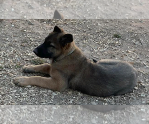 Dutch Shepherd -Unknown Mix Dogs for adoption in Imlay City, MI, USA