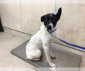 Labrador Retriever-Unknown Mix Dogs for adoption in Riverside, CA, USA