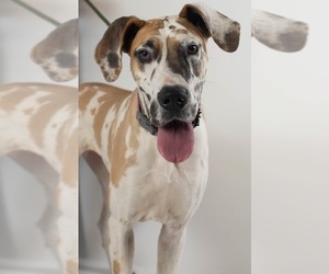 Great Dane Dogs for adoption in Minneapolis, MN, USA