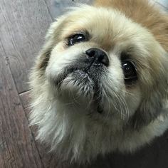 Pekingese Dogs for adoption in Bellevue, WA, USA