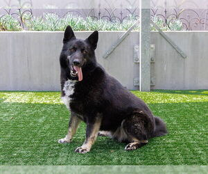 German Shepherd Dog Dogs for adoption in Pasadena, CA, USA