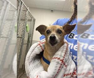 Chihuahua Dogs for adoption in Rosenberg, TX, USA