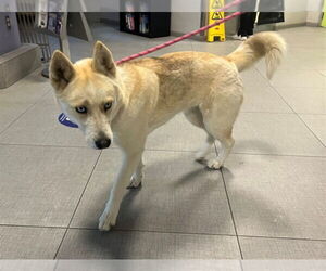 Siberian Husky Dogs for adoption in Rancho Cucamonga, CA, USA