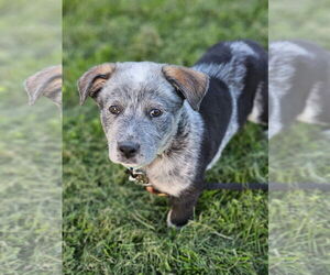 Mutt Dogs for adoption in Garden City, NY, USA