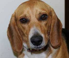 Beagle Dogs for adoption in Elmsford, NY, USA