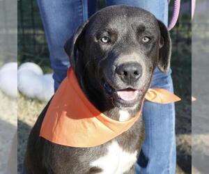 American Staffordshire Terrier-Labrador Retriever Mix Dogs for adoption in San Antonio, TX, USA