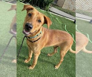 Labrador Retriever-Unknown Mix Dogs for adoption in Baytown, TX, USA