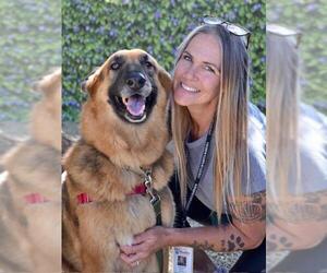 German Shepherd Dog Dogs for adoption in Santa Barbara, CA, USA