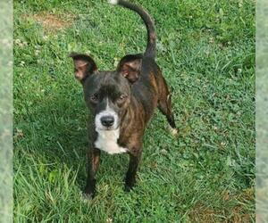 Mutt Dogs for adoption in Fairmont, WV, USA