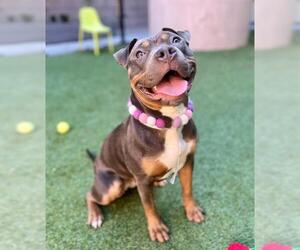 American Pit Bull Terrier Dogs for adoption in San Francisco, CA, USA