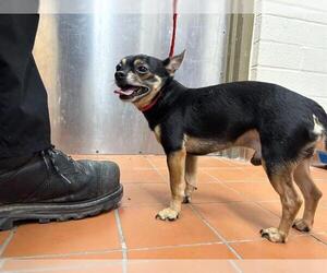 Chihuahua Dogs for adoption in Camarillo, CA, USA