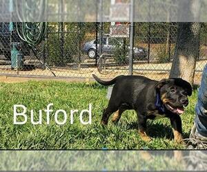 Rottweiler-Unknown Mix Dogs for adoption in Placerville, CA, USA