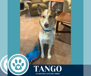 Huskies -Unknown Mix Dogs for adoption in Kimberton, PA, USA