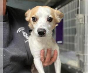 Chihuahua Dogs for adoption in Stockton, CA, USA