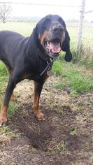 Black and Tan Coonhound Dogs for adoption in Ontario, Ontario, Canada
