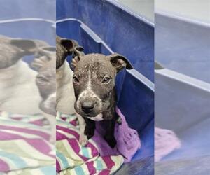 American Pit Bull Terrier-Unknown Mix Dogs for adoption in Corpus Christi, TX, USA