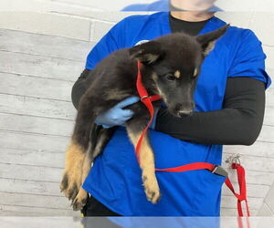 German Shepherd Dog Dogs for adoption in San Bernardino, CA, USA