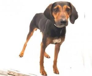 Black and Tan Coonhound Dogs for adoption in Show Low, AZ, USA