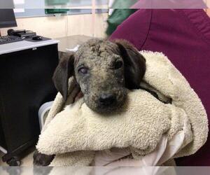 American Pit Bull Terrier Dogs for adoption in Riverside, CA, USA