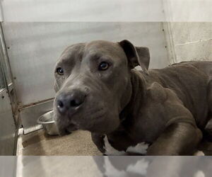 American Pit Bull Terrier Dogs for adoption in San Bernardino, CA, USA