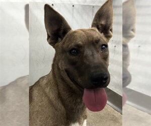 Mutt Dogs for adoption in San Bernardino, CA, USA