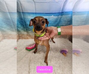 Chihuahua-Unknown Mix Dogs for adoption in Metairie, LA, USA