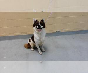 Mutt Dogs for adoption in Tulsa, OK, USA