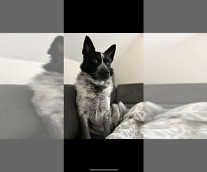 Mutt Dogs for adoption in Bellingham, WA, USA