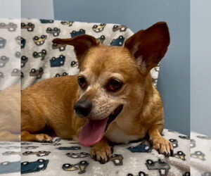 Dachshund-Unknown Mix Dogs for adoption in Weston, FL, USA