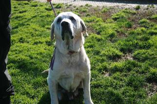 Small Labrador Retriever Mix