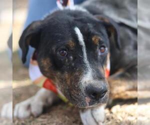 Mutt Dogs for adoption in San Antonio, TX, USA